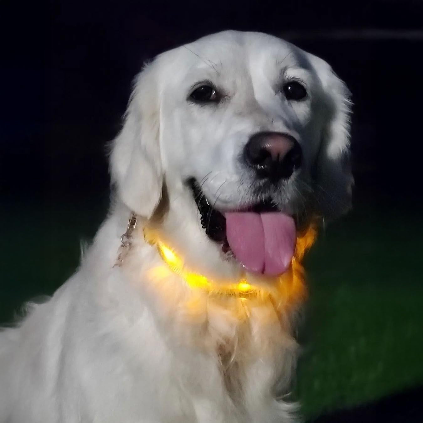 Light up Dog Collar - the Original LED Dog Collar - USB Rechargeable - Waterproof - 1,000 Feet of Visibility - Dog Collar Light for Small, Medium, Large Dogs - USA Brand